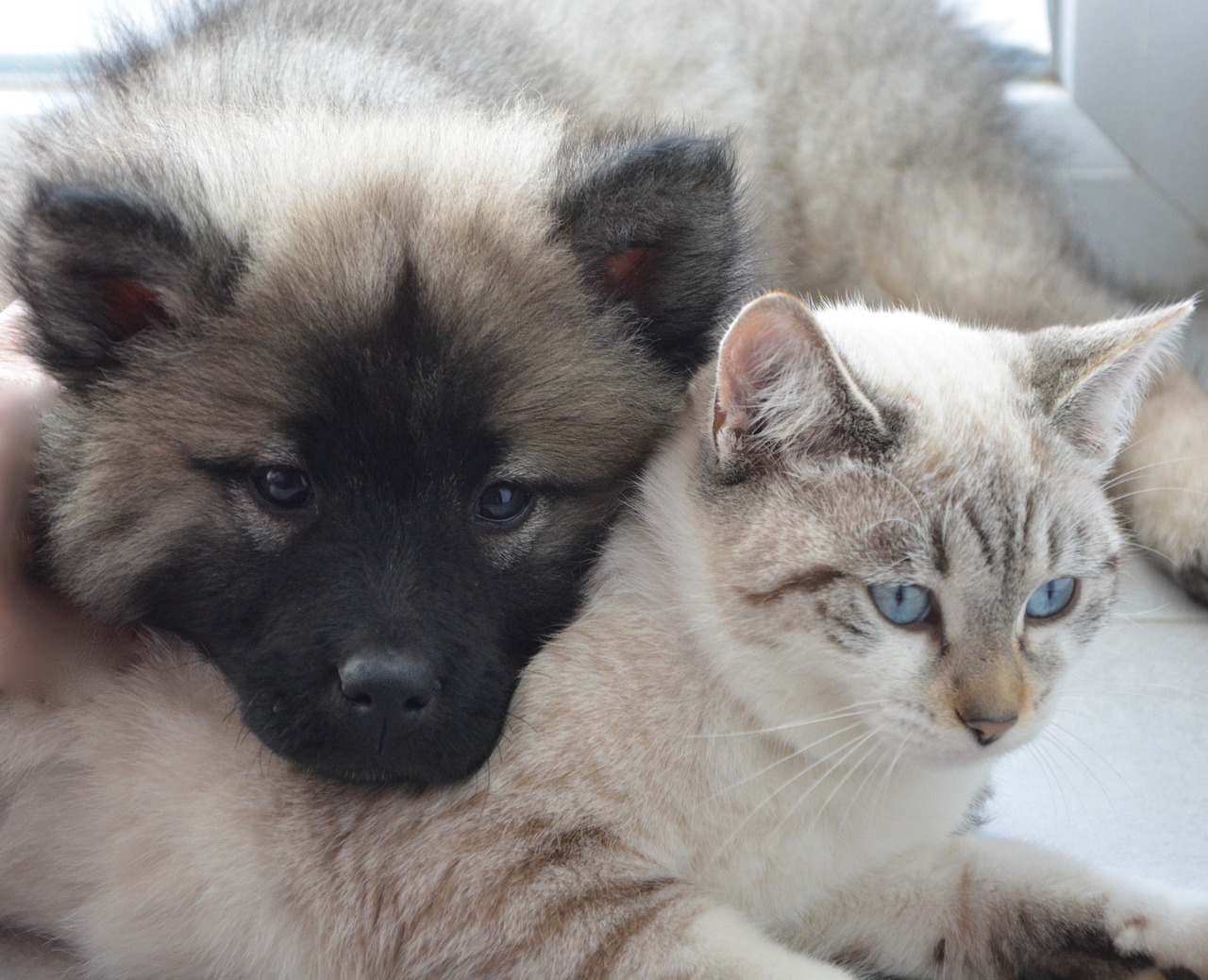 Pet Licensing Online