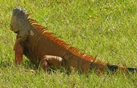 Iguana-021-200x128