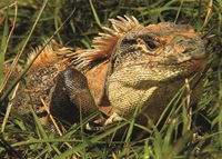 Iguana-JMW-4