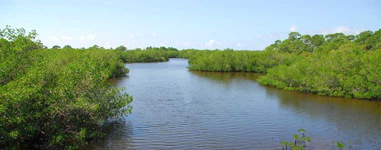 Bill Coy Preserve