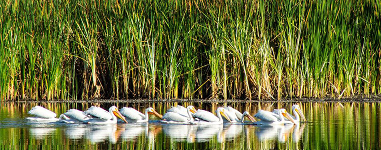 White Pelicans at Ollie's Pond Park