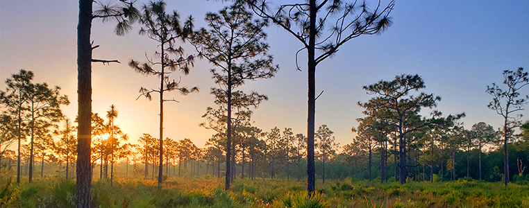 Shell Creek Preserve Sunrise