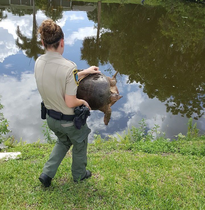 Officer Warram releasing a soft shell turtle
